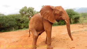 Emoli