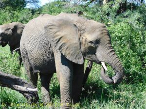 Enkesha