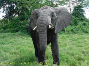 Kiombo