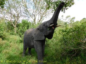 Kiombo
