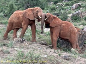 Ndotto (links) und Lasayan beim Ringen