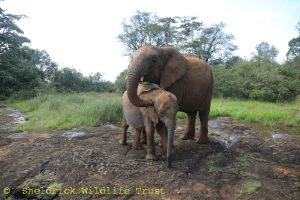 Mokogodo und Sileita