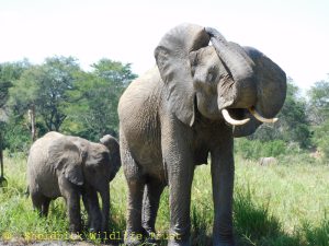 Murera und Mwana