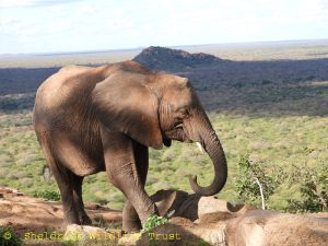 Kinyei