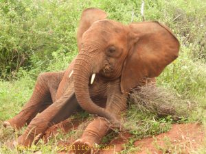 Kinyei