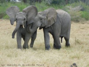 Kapei (links) mit Kiombo