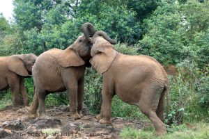 Kerrio (links) und Shujaa beim Ringen