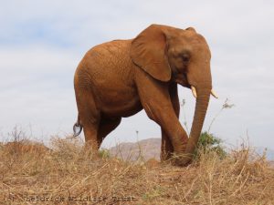Kilulu