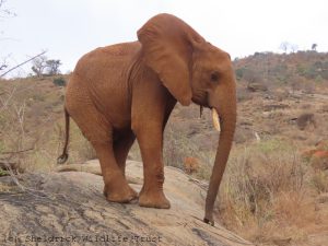 Ngilai