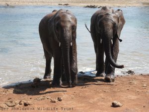 Kindani (links) und Kinyei