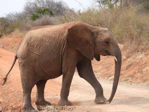 Kinyei