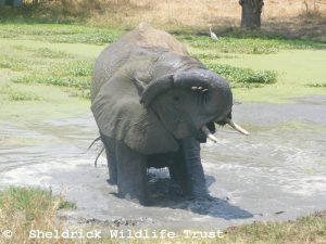 Enkesha