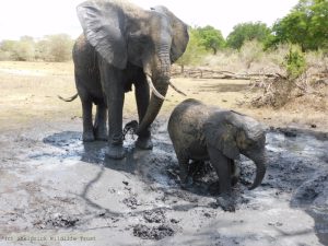 Murera mit Mwana in der Suhle