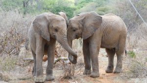 Kinyei und Esoit