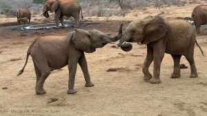 Naboishu ringt mit Sattao