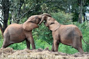 Choka und Mukutan