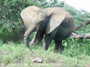 Enkesha