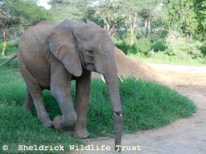 Enkesha