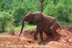 Kinyei