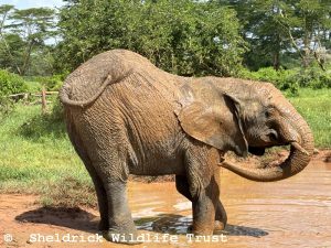Kiombo