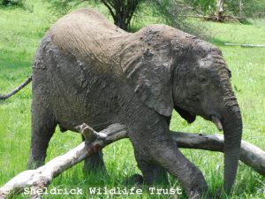 Kiombo