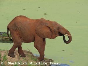 Enkikwe