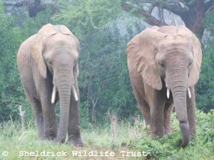 Enkesha und Maktao