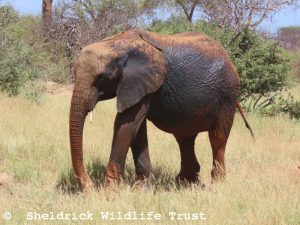 Kinyei