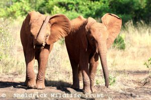 Mzinga und Nyambeni