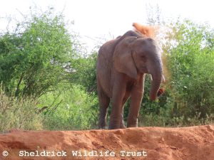 Kinyei