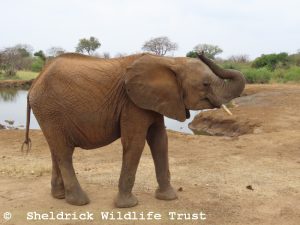 Kinyei
