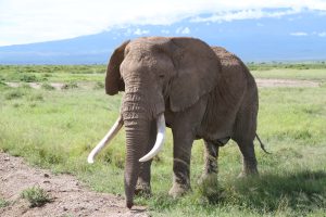 Pascal ist in Musth