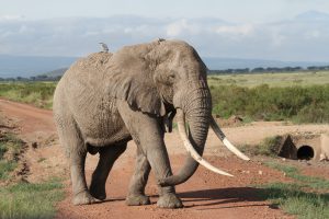 Esau, einer der größten Bullen in Amboseli