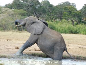 Faraja
