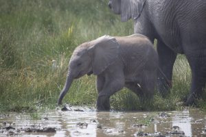 Auch die HA-Familie hat ein neues Kalb