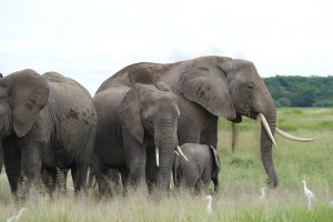 Kendall von den KBs mit ihrem jüngsten Kalb