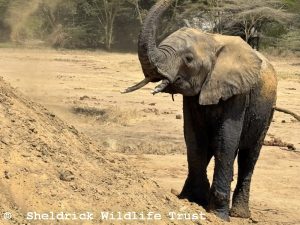 Maktao