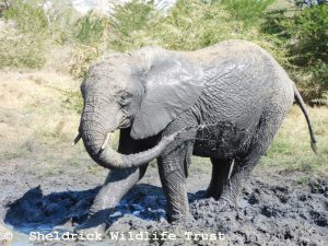 Enkesha