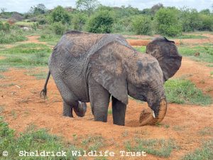 Kinyei
