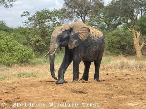 Wanjala
