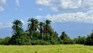 Blick auf den mit frischem Schnee gekrönten Kilimanjaro