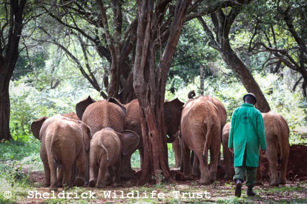 Auf zum Spaziergang in den Nairobi Nationalpark Die Waisen im Februar